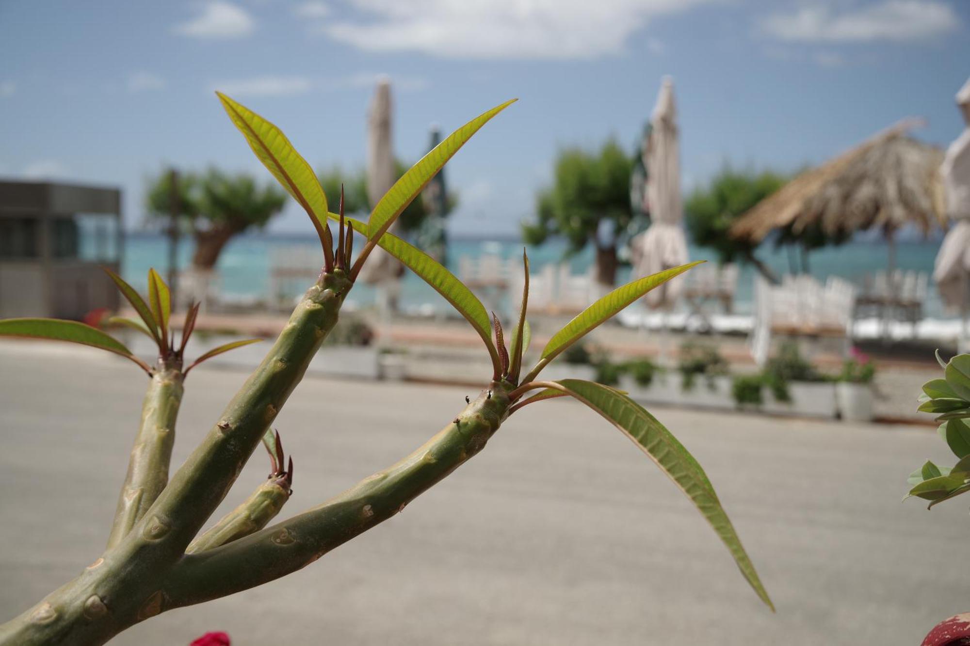 Soso'S Apartments -Vacations Next To The Beach Psari Forada Exterior photo